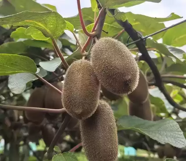 吃货经济爆发！2025全国农产品产销大会三日狂欢全揭秘