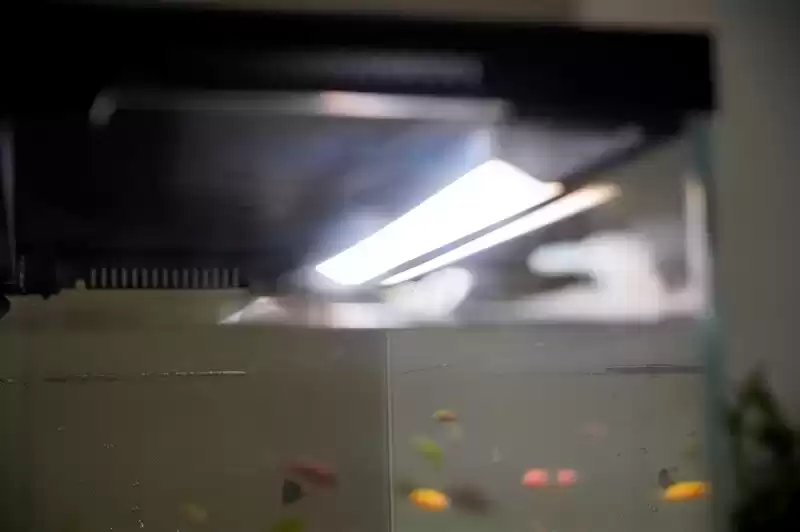 当贝智能鱼缸1 Ultra评测：AI养鱼革命，新手秒变养鱼达人！