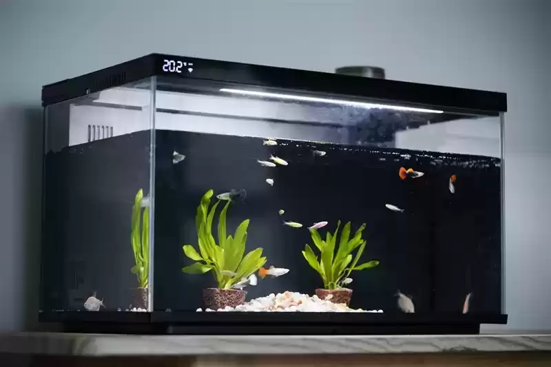 当贝智能鱼缸1 Ultra评测：AI养鱼革命，新手秒变养鱼达人！